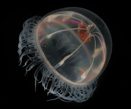 Strange jellyfish in the Arctic Sea