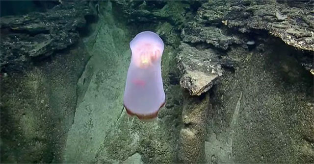 Strange jellyfish species without tentacles caught
