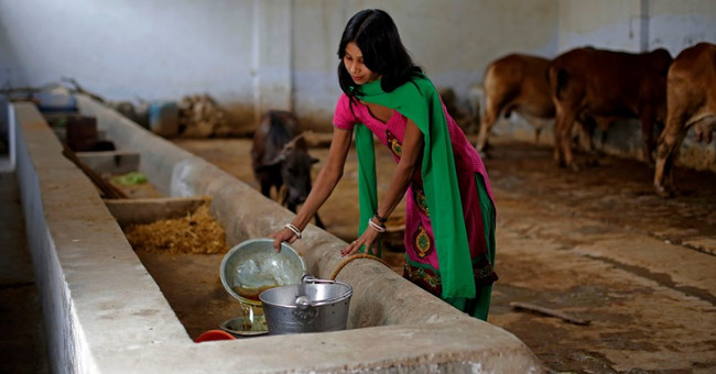 Strange jobs in the country favor cattle waste