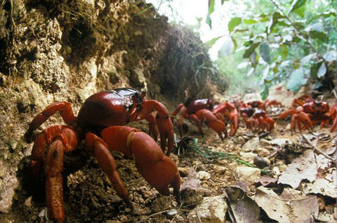 Strange journey of red crab