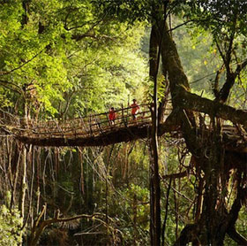 Strange life in the 'wettest place in the world'