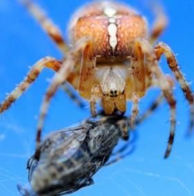 Strange lifestyles of spiders