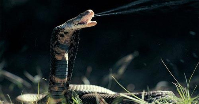 Strange little known about snakes
