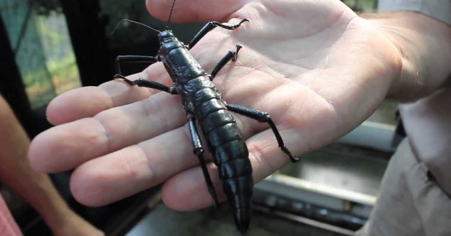 Strange 'lobster' lives on ... tree