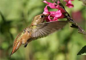 Strange memory of hummingbirds