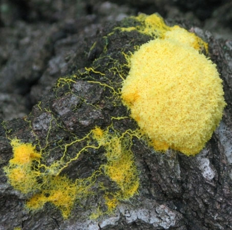 Strange memory of slime mold