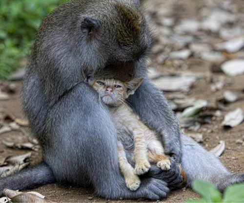 Strange monkey raising cats
