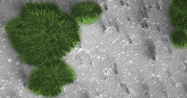 Strange objects such as green leaf sheath on Mars startling