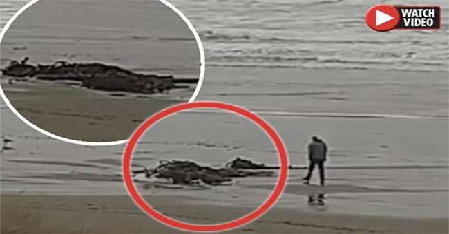 Strange objects suspected of being sea monsters appeared on the US coast