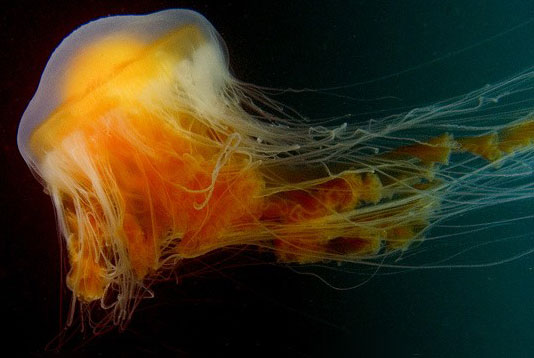 Strange ocean jellyfish breeding in the aquarium