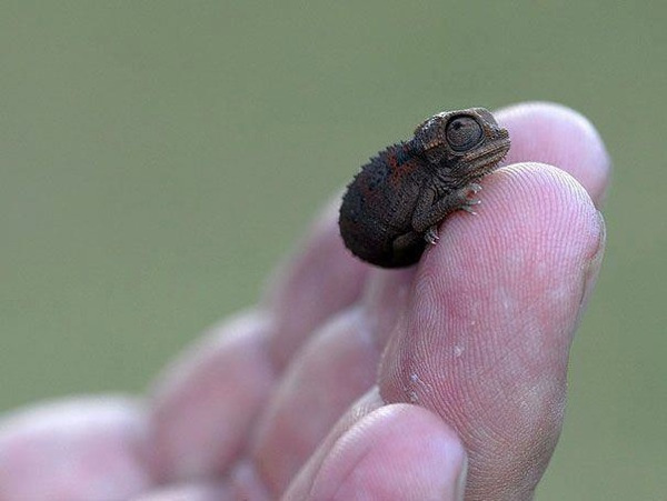 Strange of the world's smallest animals