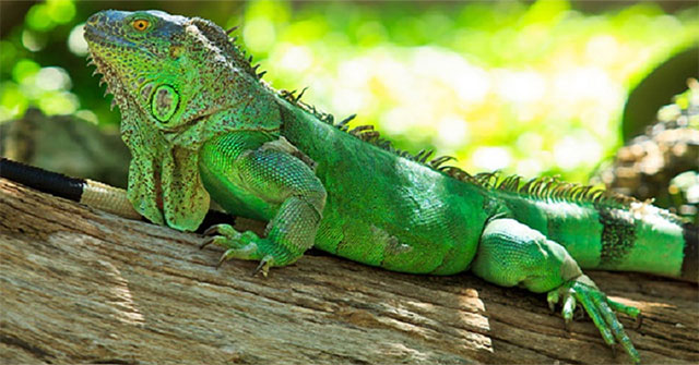 Strange pets threaten the local ecosystem