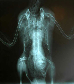 Strange photo: 'Extraterrestrial' in bird gizzard
