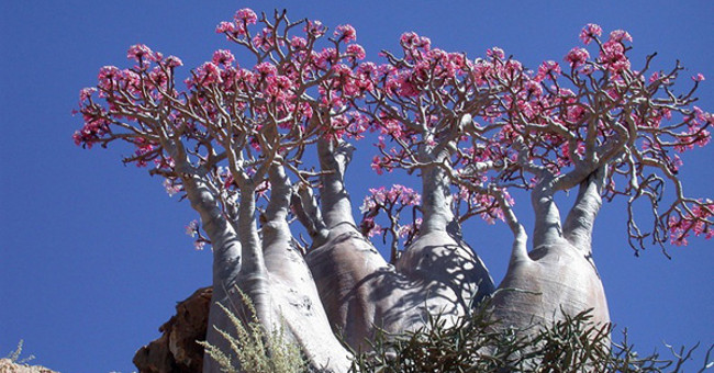 Strange plants don't fear the desert