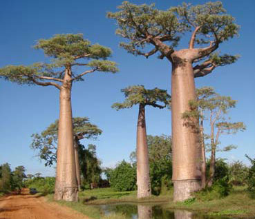Strange plants on Earth