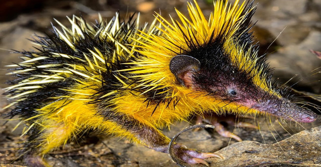 Strange porcupine, long snout, colorful