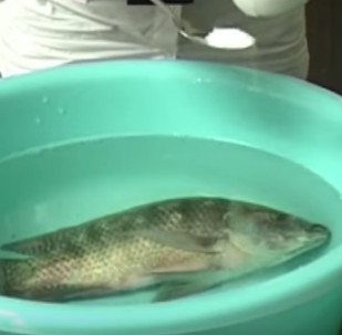 Strange powder causes revival of dying fish
