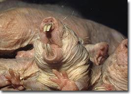Strange rats don't know how to hurt