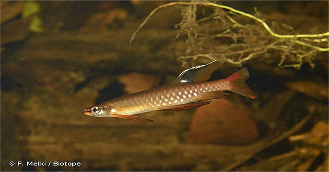 Strange reproduction of pencil fish: The male looks after the eggs hatch