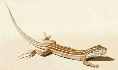 Strange reproductive practices of lizards