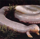 Strange reptiles look like worms, snakes and turtles