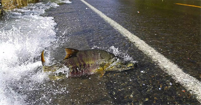 Strange salmon flock across the road right in front of the car