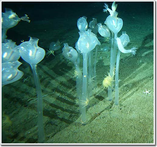 Strange sea creatures in Antarctica