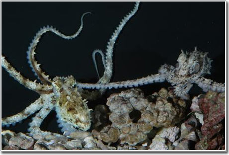 Strange sex life of octopus