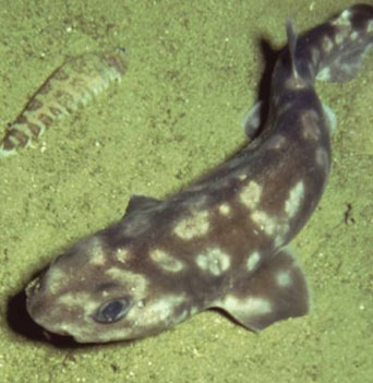 Strange sharks show up in the Pacific Ocean