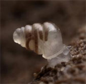 Strange snail species transparent shell like glass