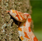 Strange: Snake-footed snakes climb super-hard to believe