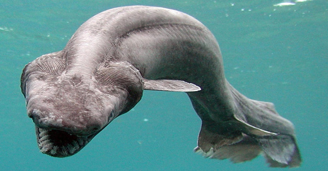 Strange snake-like creatures possess bizarre jagged teeth
