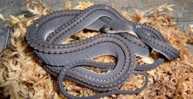 Strange, snake-like snake in legend