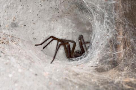 Strange spider rain in Australia
