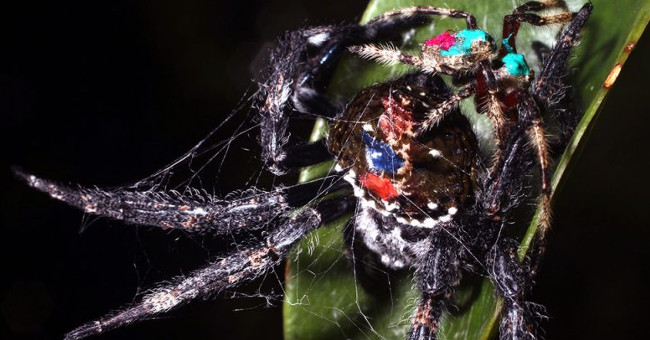 Strange spider relationship by mouth 100 times