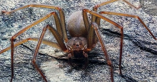 Strange spiders possess powerful venom that causes meat to rot with just a bite
