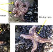 Strange: Starfish exploded massively in America