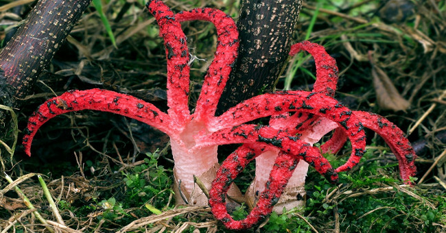 Strange, stinking mushrooms are shaped like octopus