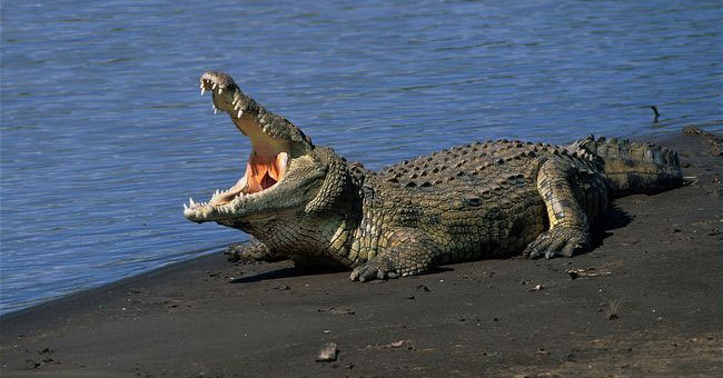 Strange story about crocodiles