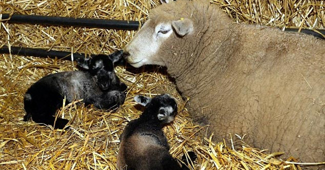 Strange story about sheep