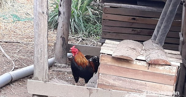 Strange story is true: Roosters lay eggs in Nghe An