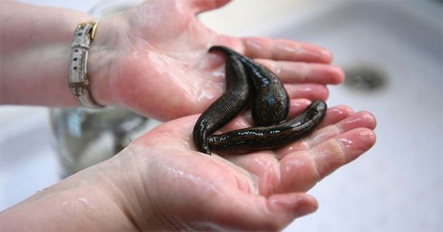 Strange story is true: Scientists used leeches to forecast the weather?