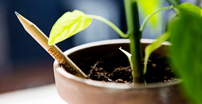Strange story is unique: Planting with pencil