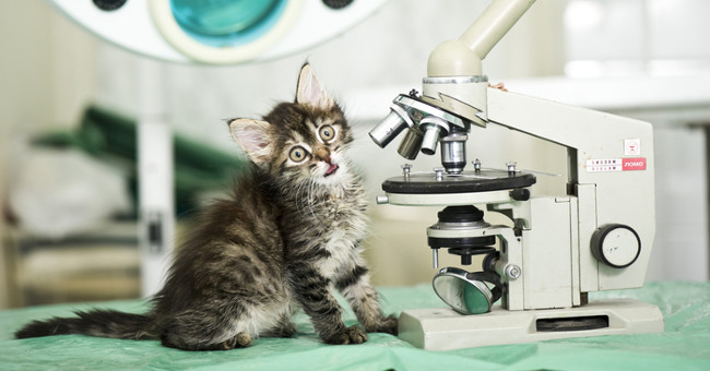 Strange story of cat co-authoring the study of physics