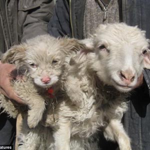 Strange story: Sheep born