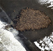 Strange story: Tens of thousands of walruses land massively on Alaska beaches