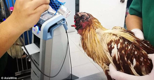 Strange story: Thai chickens who lost their heads still live 10 days
