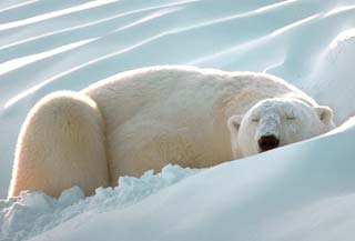 Strange things about animal sleep