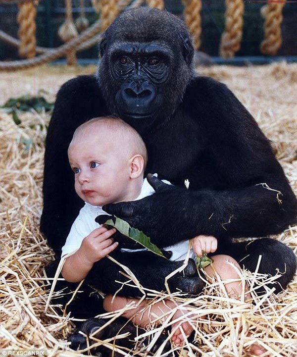 Strange things about monkeys