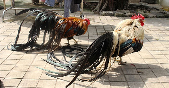 Strange to breed noble chick with tail up to 7m long